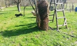 Playful Sheep Loves Chasing Puppy Pal