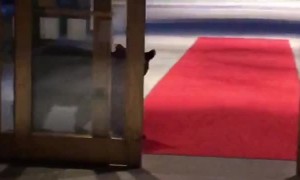 Bear Tries to Check-in to Alaskan Hotel