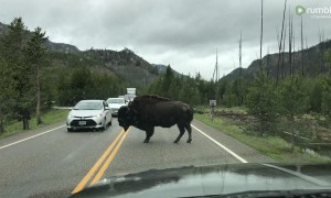 Bison takes over traffic control at Yellowstone National Park