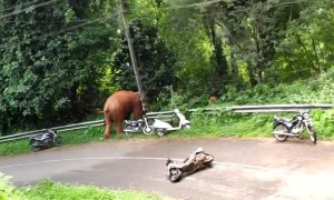 Wild Elephant Runs Over a Moped