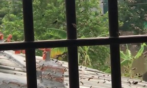 Relocating Bees with Bare Hands