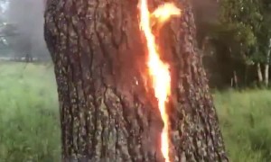 Tree catches on fire after getting struck by lightning