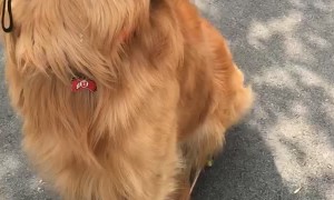 Happy Dog Wears His Helmet