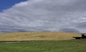 Amber Waves of Grain