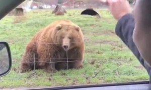 Bear Catches Bread Frisbee