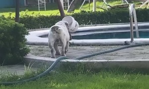 Bulldog Blindsided by Bucket