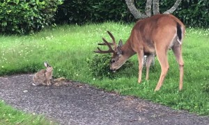 Deer and Rabbit Frolic Together in the Garden