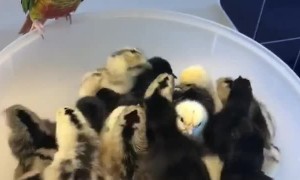 Playful Bird Loves Newly Hatched Chicks