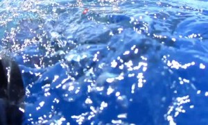 Italy's Coast Guard rescues sperm whale entangled in fishing net