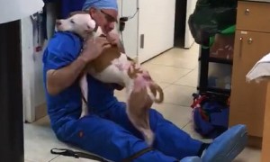Homeless dog can't stop thanking vet after saving his life