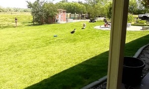 Harvey The Duck Playing With His Doggo Friend