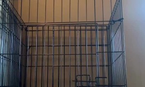 Bumper the Puppy is a Master Escape Artist