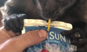Hary the Monkey Loves Capri Suns