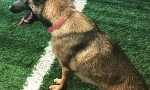 Super Athletic German Shepherd Long Jump into Pool