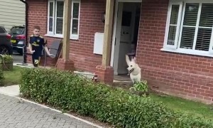 Dog Accidentally Sweeps Kiddo during Playtime
