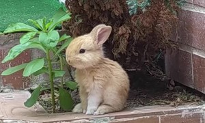 Adorable Bunny Stands for a Snack
