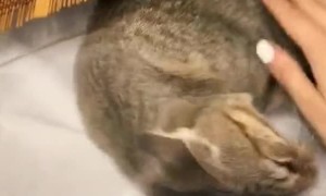 Cat Plays Under the Plastic