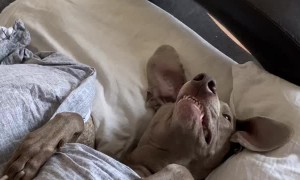 Dog Sleeps Like a Man
