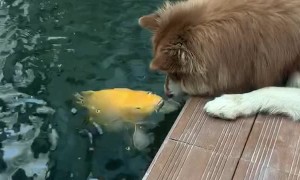 Dog Gets Kisses From Koi Fish