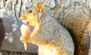 Squirrel Munches on an Ice Cream Cone