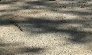 Pug Puppy Strutting His Stuff