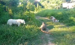 Lizard Defends Itself From Dogs