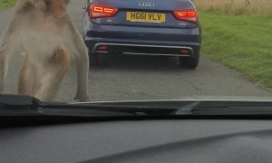 Monkeys Aren't Fond of Car's Windshield Wash Jets