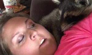 Bush Baby the Raccoon