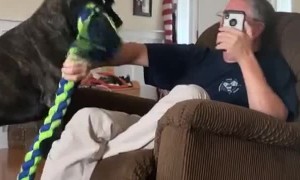 Persistent Pup Really Wants to Play