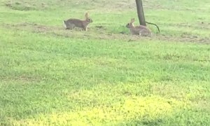 Bunnies Having a Great Time in the Grass