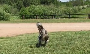 When bubbles are your favourite thing in the world... you turn into a kangaroo