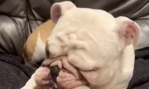 Bulldog Makes Silly Faces While Chewing on Toy
