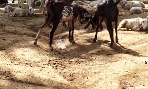 Rambunctious Goats Butt Heads by Pond