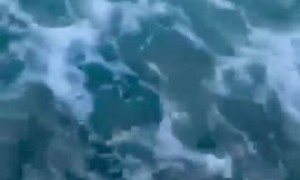 Officer pulls boy from close encounter with a shark