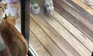Cats Pestered by Possom