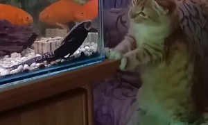 Aquarium Fishing