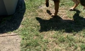 Dog Turns in Tub to Beat the Heat