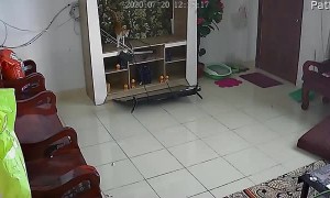 Playing Cats Cause TV to Crash