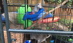 Racoons Spend Playtime on Swing