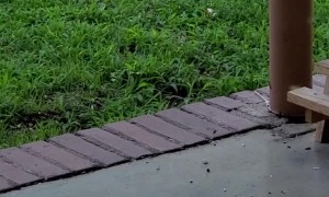 Squirrels Have a Backyard Bonanza