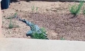 Little Dude Gets Excited for Dad