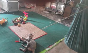 Cat Swings Kid to Sleep