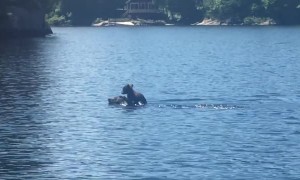 Mother Bear Swims with Cub atop Her Head