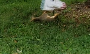 Squirrel Plays With Unicorn Shaped Feeder