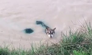 Dog Helps Human to Shore