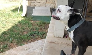 Dog Faces Off Against the Air Compressor