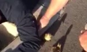 Firefighters go the extra mile to rescue ducklings in sewer drain