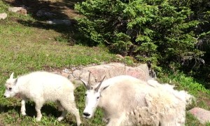 Hanging With Some Mountain Goats