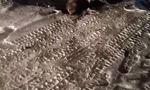 Moose Gets Stuck Under a Truck