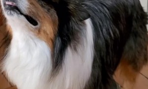 Dog Balances Glasses while Skateboarding